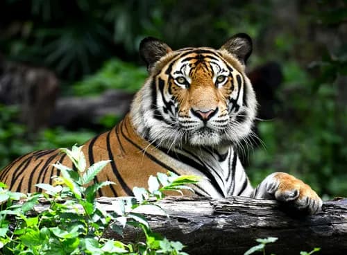 Golden Triangle Tour with Wildlife - Delhi, Agra, Ranthambore & Jaipur 5N/6D - photo 5